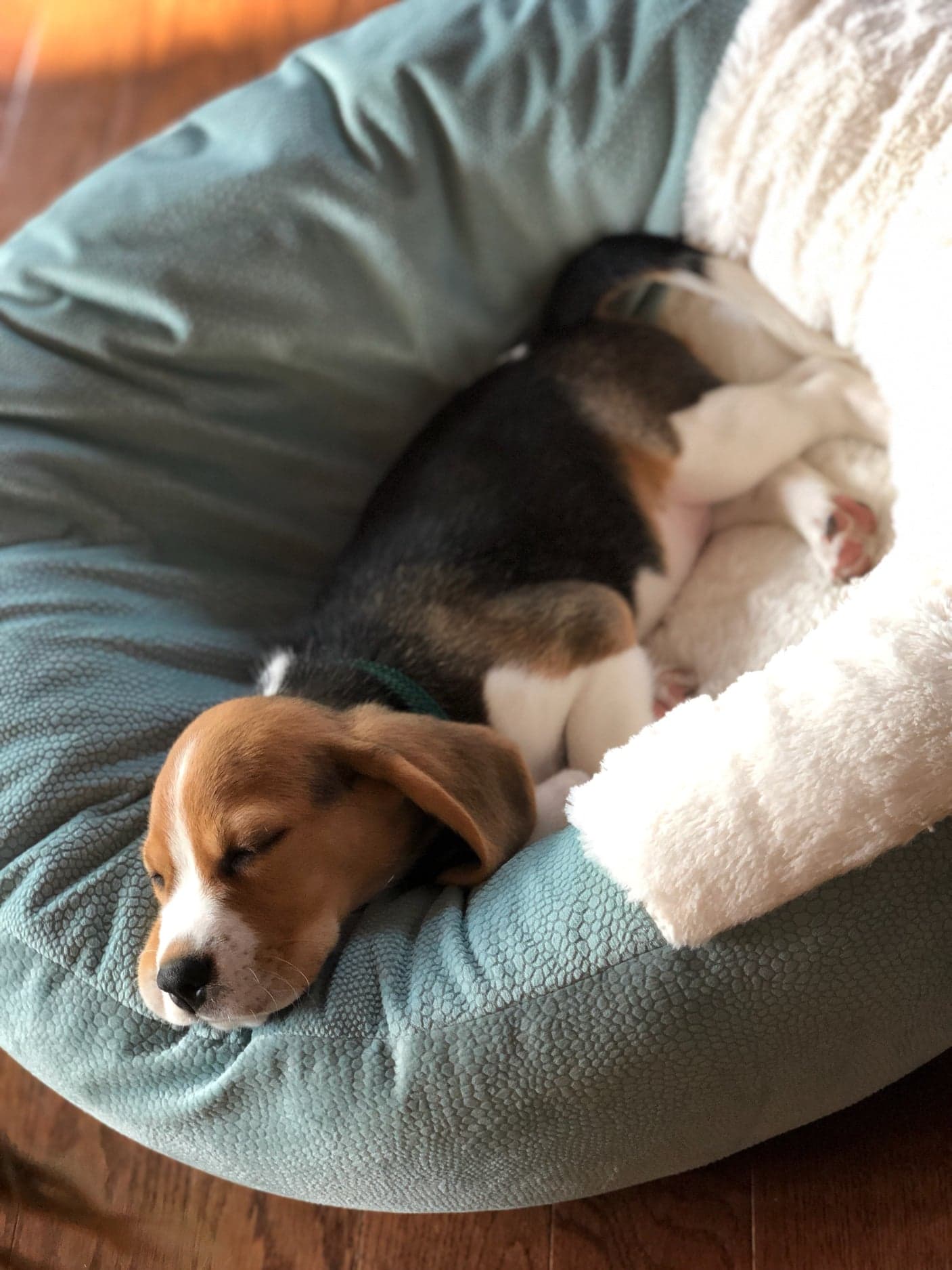 80413385_431923201028157_2524631125763031040_n