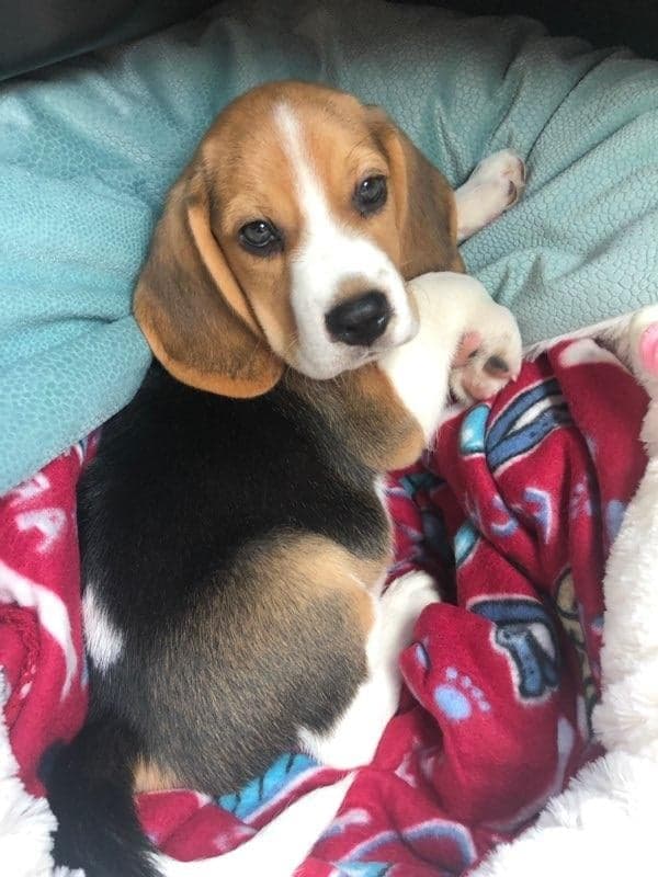 81690242_1624132561062778_7533294893980975104_n