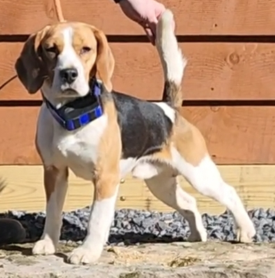 screenshot_20240223_144200_gallery-1